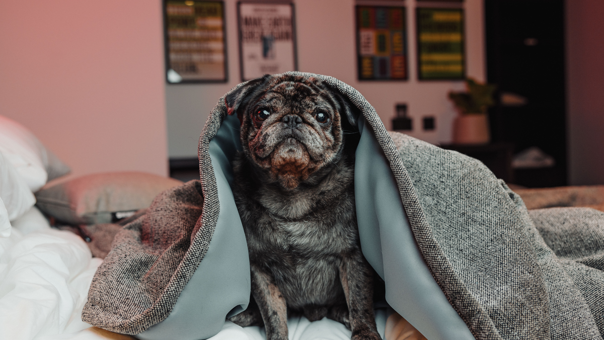 DogHouse Columbus Hotel - Image 11